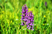 Les orchidées à l’honneur