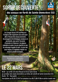 Sortie découverte des oiseaux en forêt de Sainte Geneviève