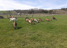 Ferme du P'tit Ban-Houé - Chaillon