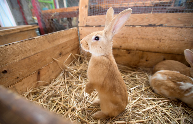 Ferme pédagogique de Woimbey 2 - Woimbey
