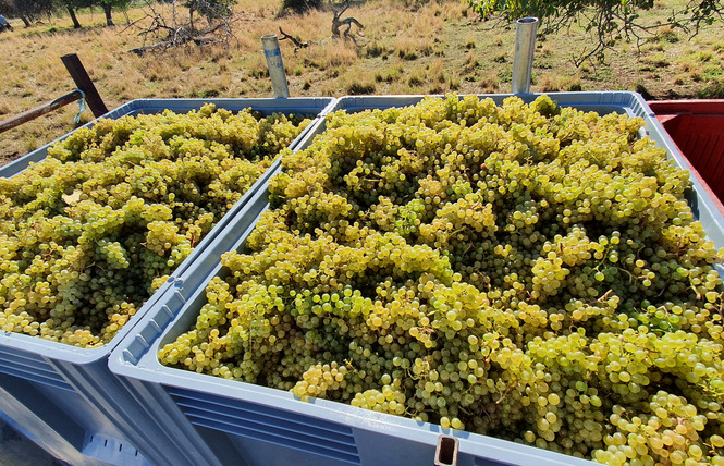 Domaine de la Goulotte 4 - Saint-Maurice-sous-les-Côtes