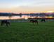 Haras de Madine 2 - Heudicourt-sous-les-Côtes