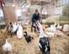 Ferme pédagogique de Woimbey 5 - Woimbey
