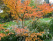 Jardin sous les côtes 4 - Apremont-la-Forêt